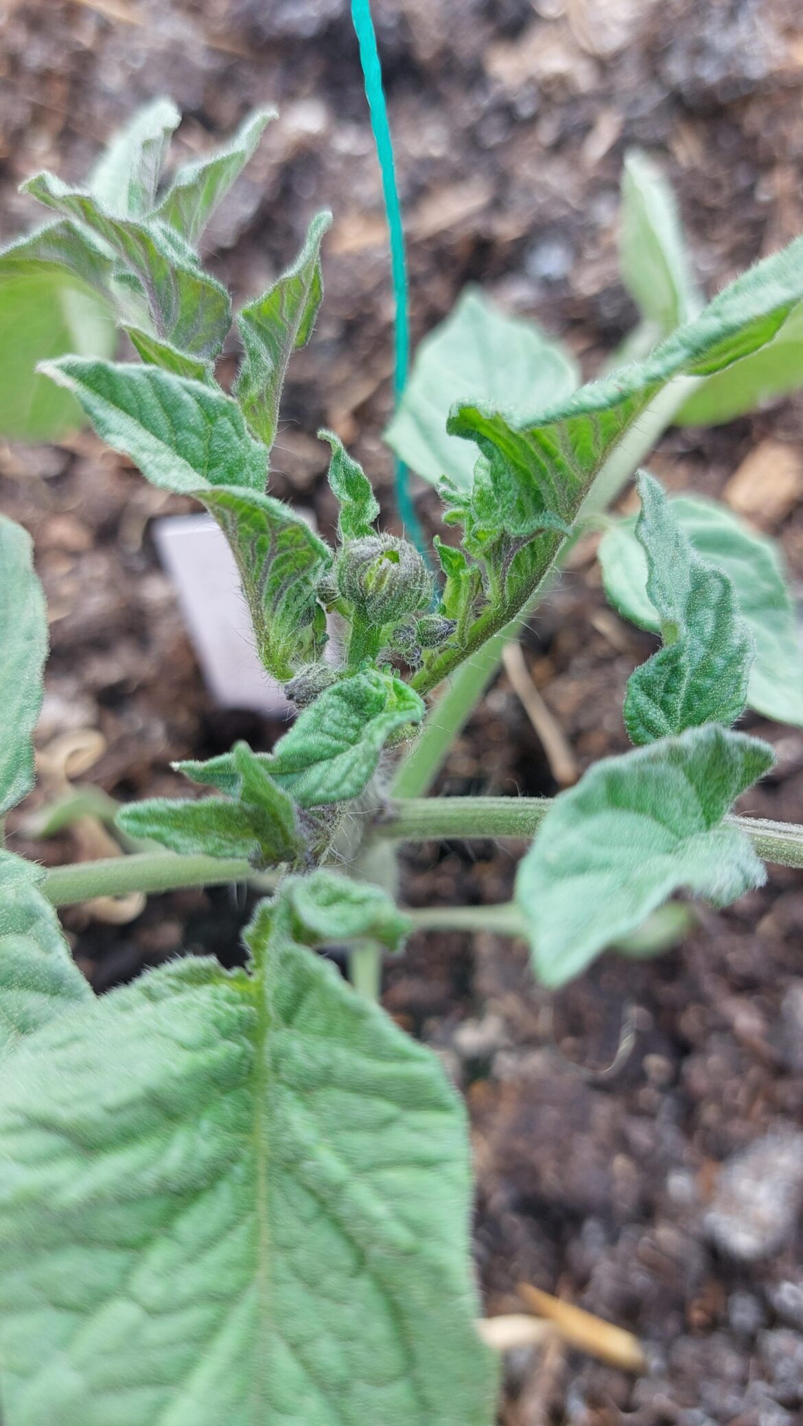 Megabloom? Should I cut?