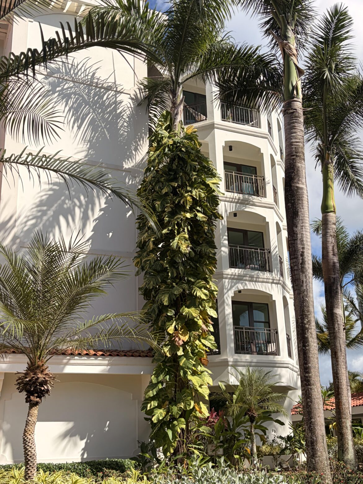 How old is this monstera outside my condo?