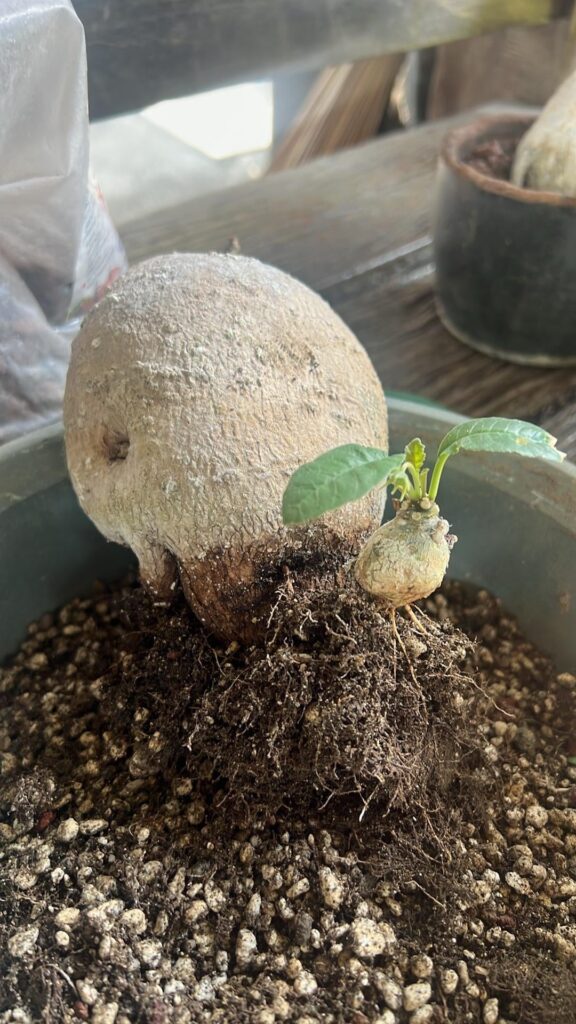 Can anyone ID this small bulb? Can anyone ID this small bulb?