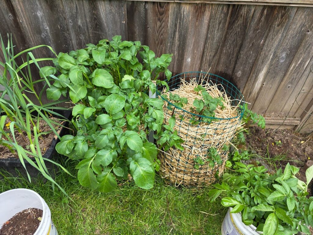 First time growing potatoes and they are exploding!