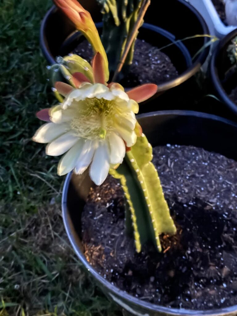 My San Pedro flowered for the first time.