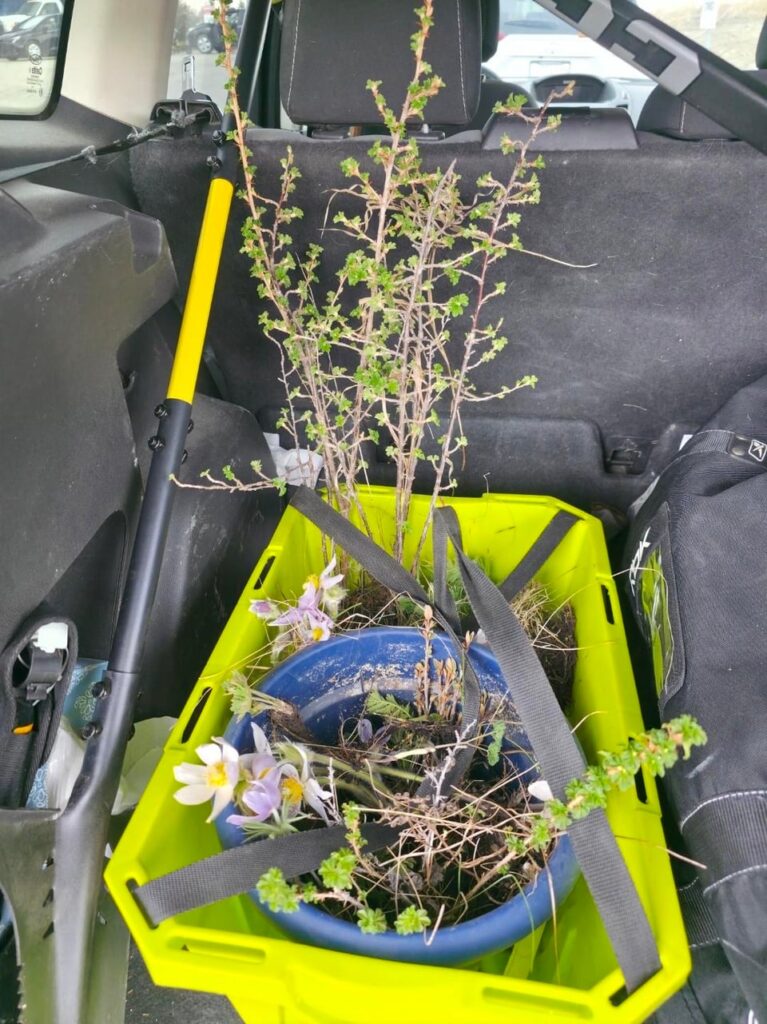 My first native plant save of the year