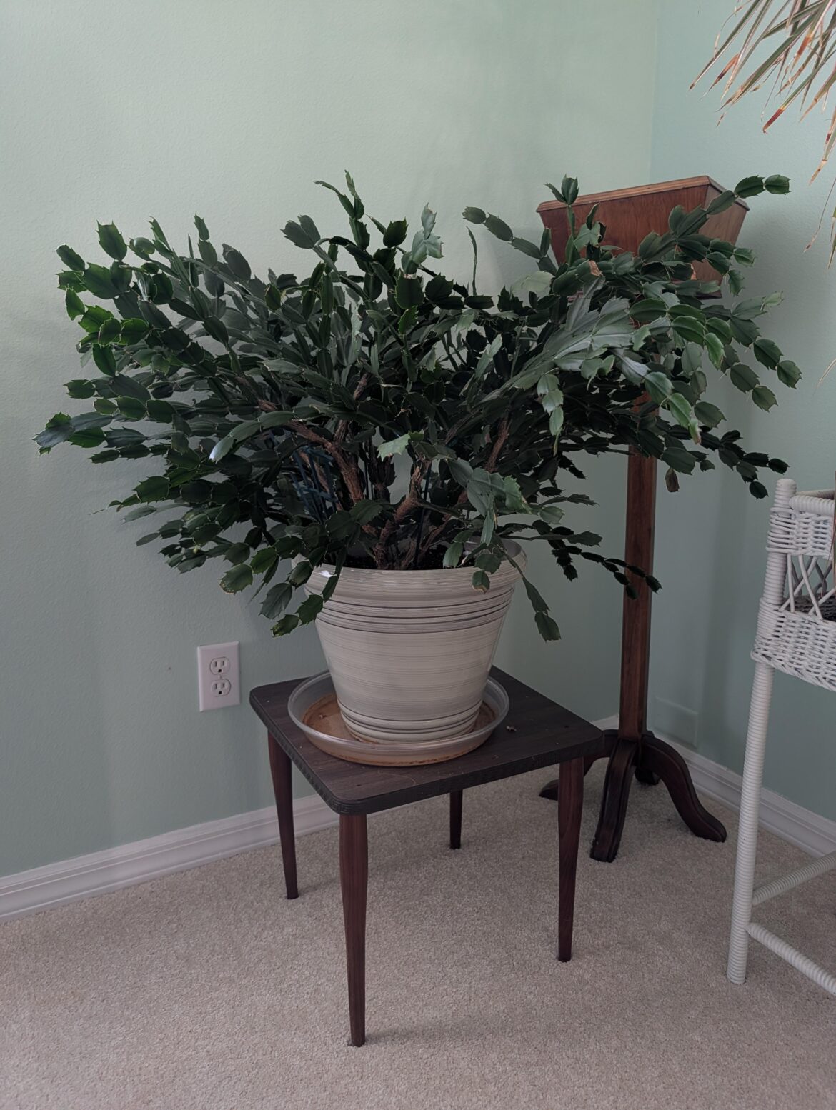 Grandma’s 15 yo Christmas Cactus Grandma's 15 yo Christmas Cactus