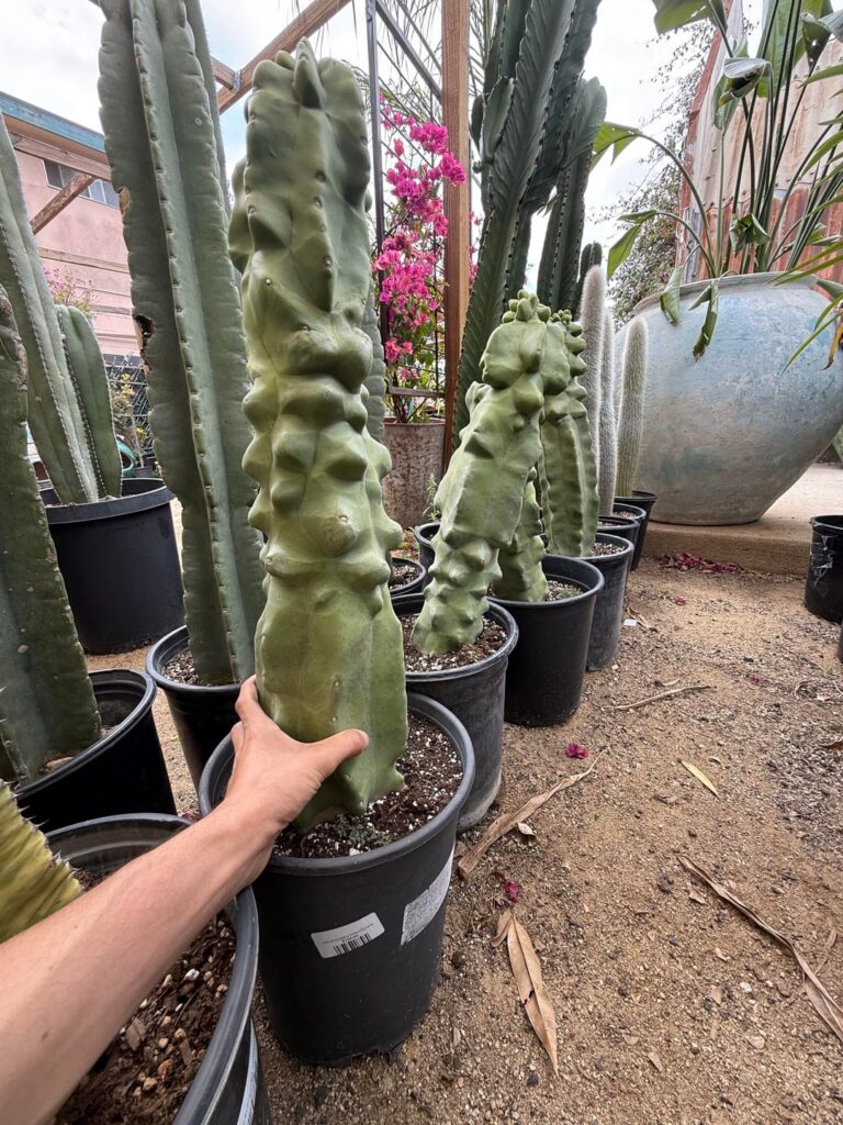 Look at these massive totems!