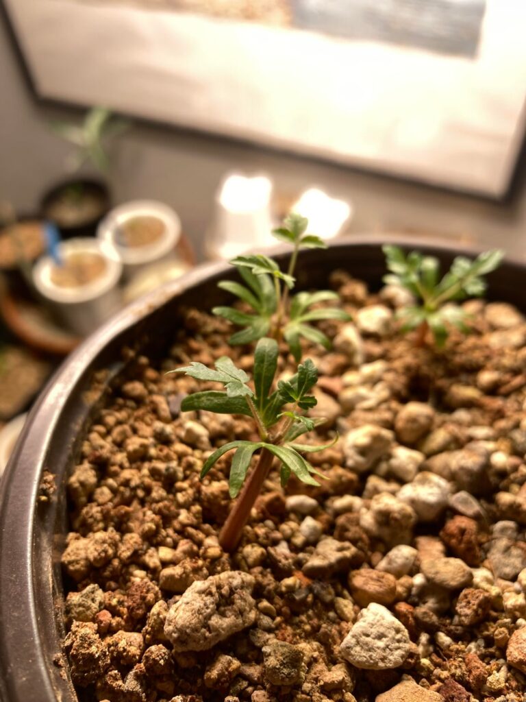 Polycotyledons - Boswellia Neglecta