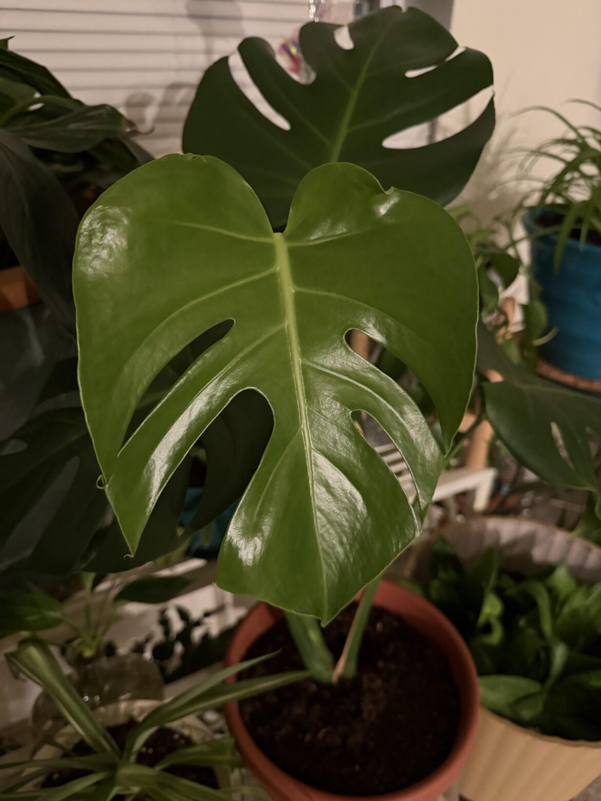 New leaf!