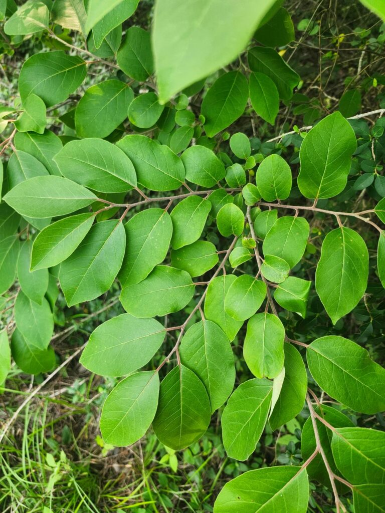South Louisiana Unidentified Saplings