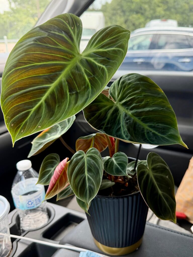 Grocery store find!