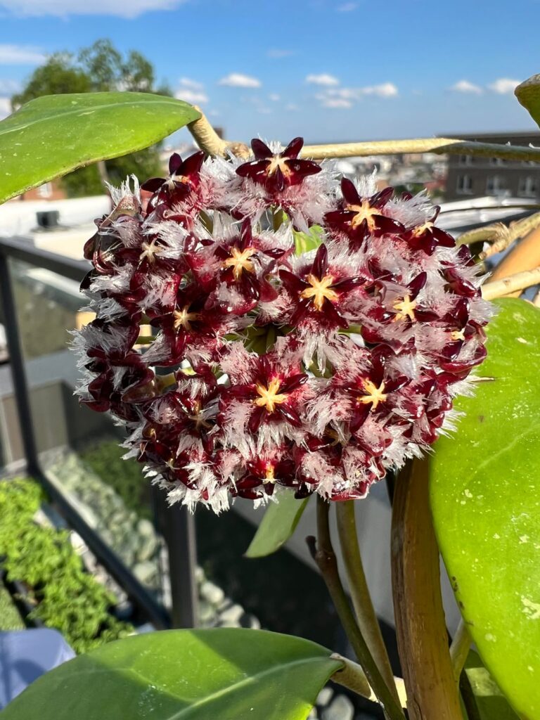 My Hoya mindorensis has bloomed.