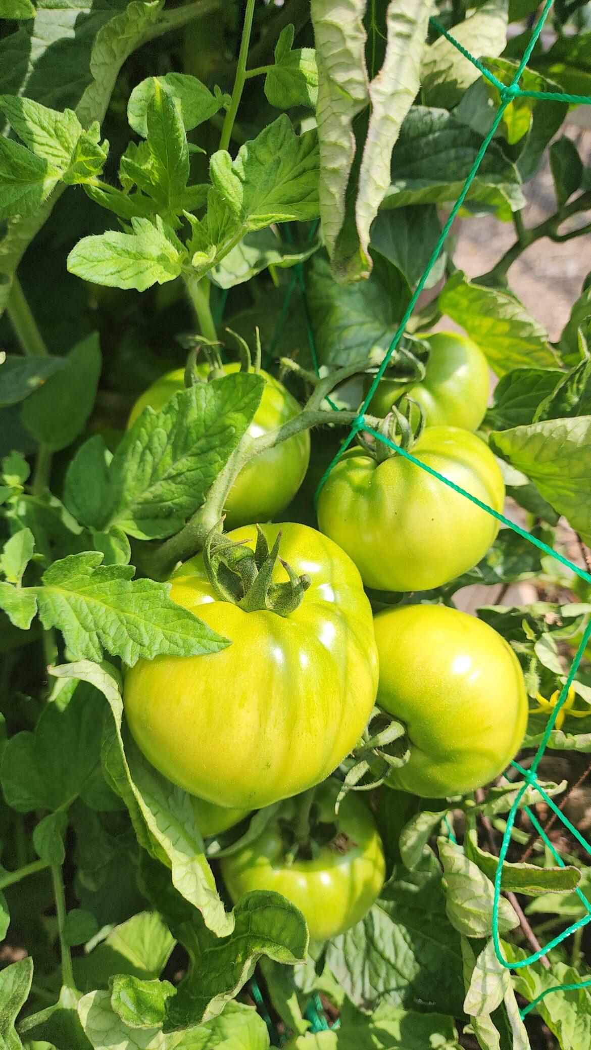 Is it too early to pick this Big Beef tomato?