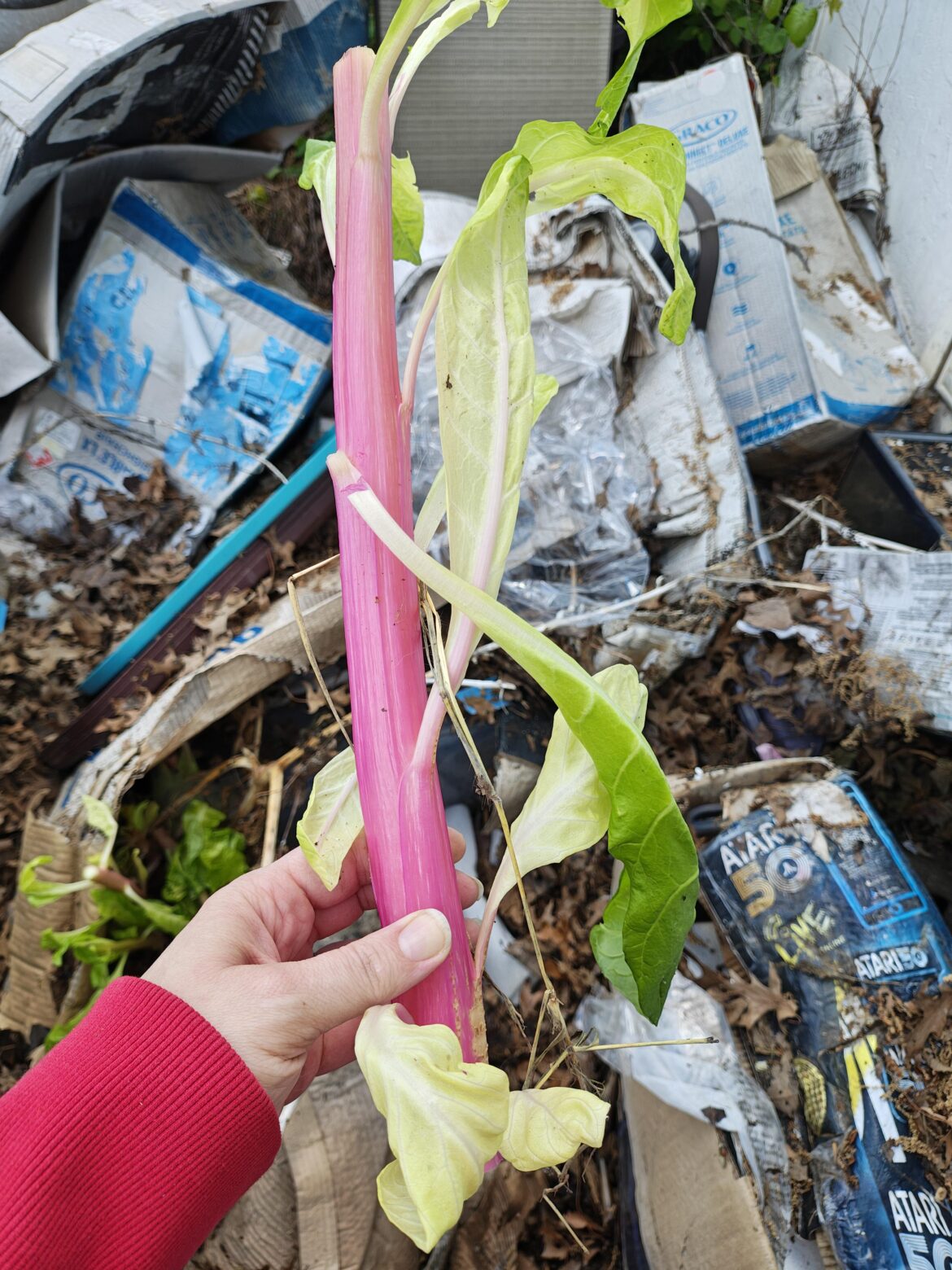 What's growing in the trash pile?