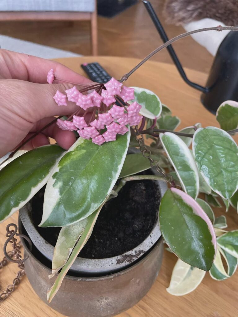 My plant made a fake funky looking flower