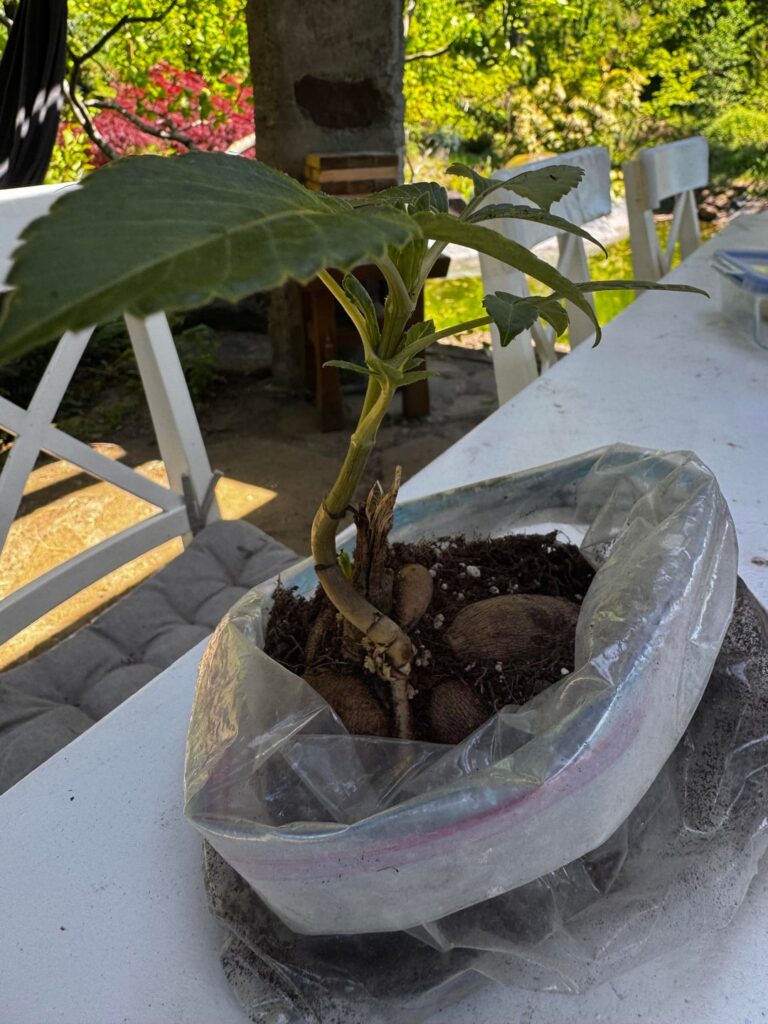 I’m not sure? Maybe I’m going crazy?! Is this Gall??