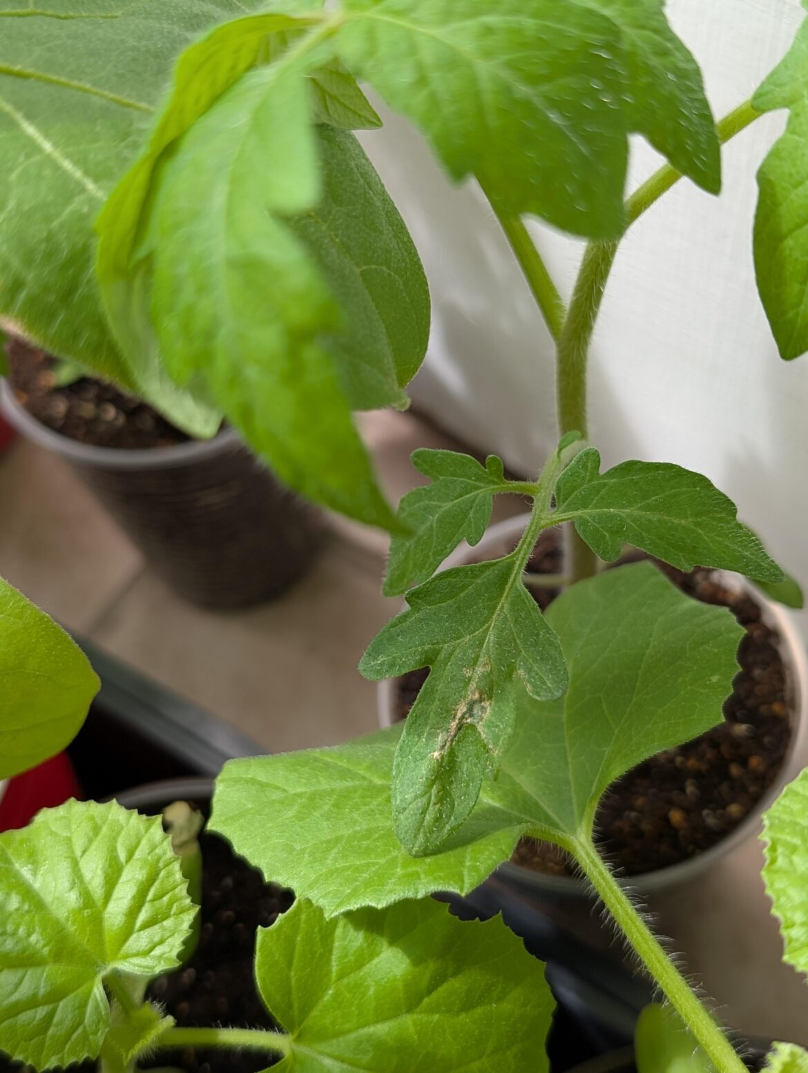 What's this on my tomato plant?