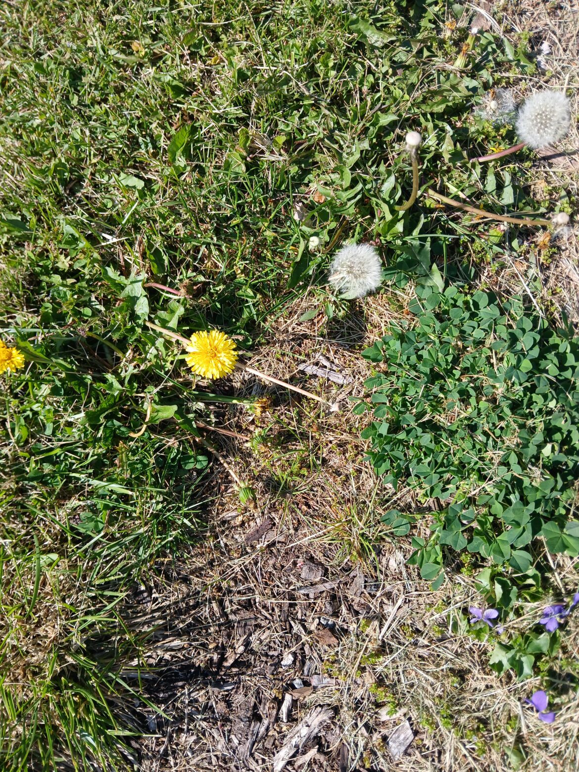 How do I get rid of these devils without killing my yard or having to hand pull every single one Michigan area within an hour of flint
