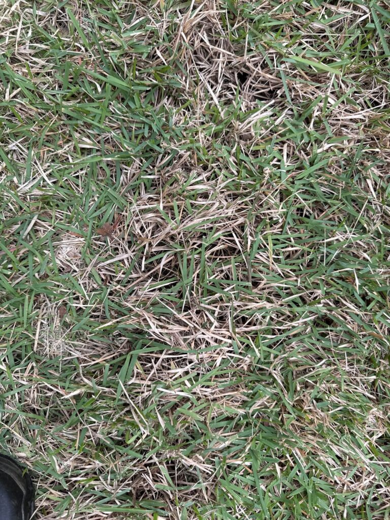 Should I use a dethatching machine on this Bermuda? Should I use a dethatching machine on this Bermuda?
