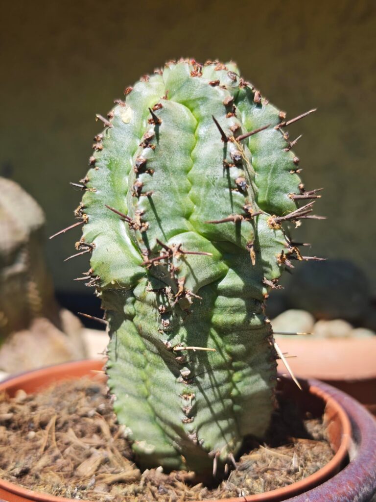 ID ideas?