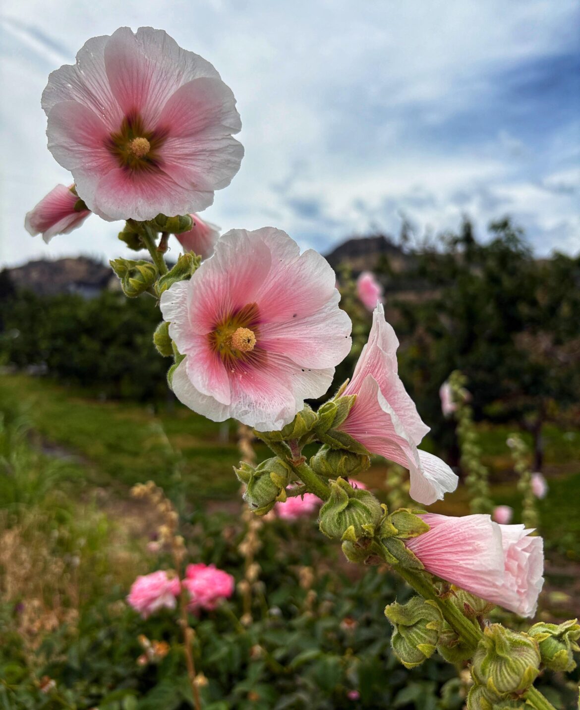 Hollyhocks 🤍🎀