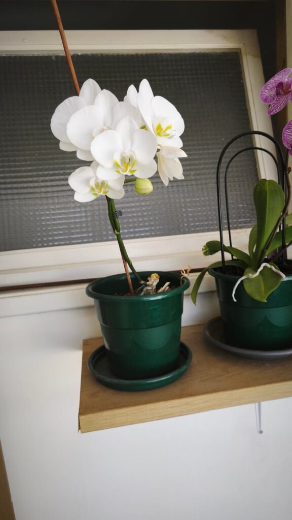 All the leaves have fallen off of one of my flowering plants, should I be worried. All the leaves have fallen off of one of my flowering plants, should I be worried.