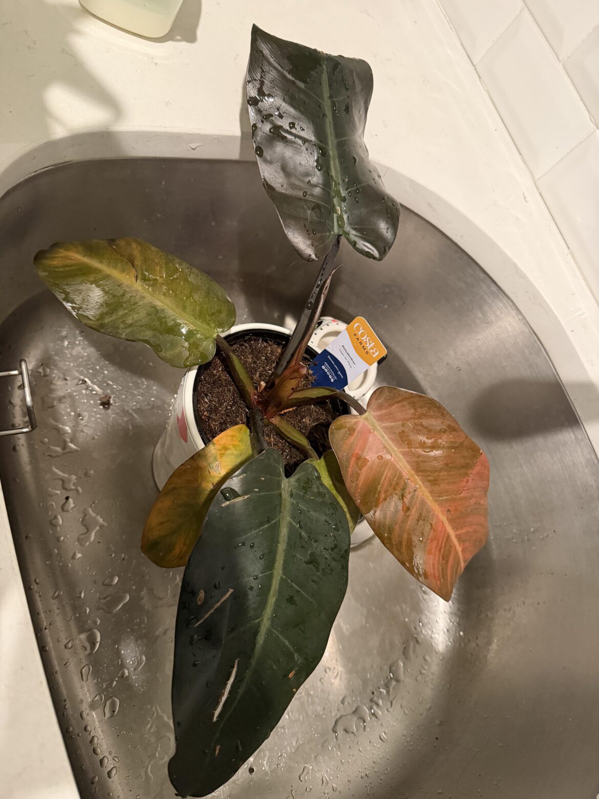 Anyone able to ID this? Was in Walmart & tab just says philodendron.
