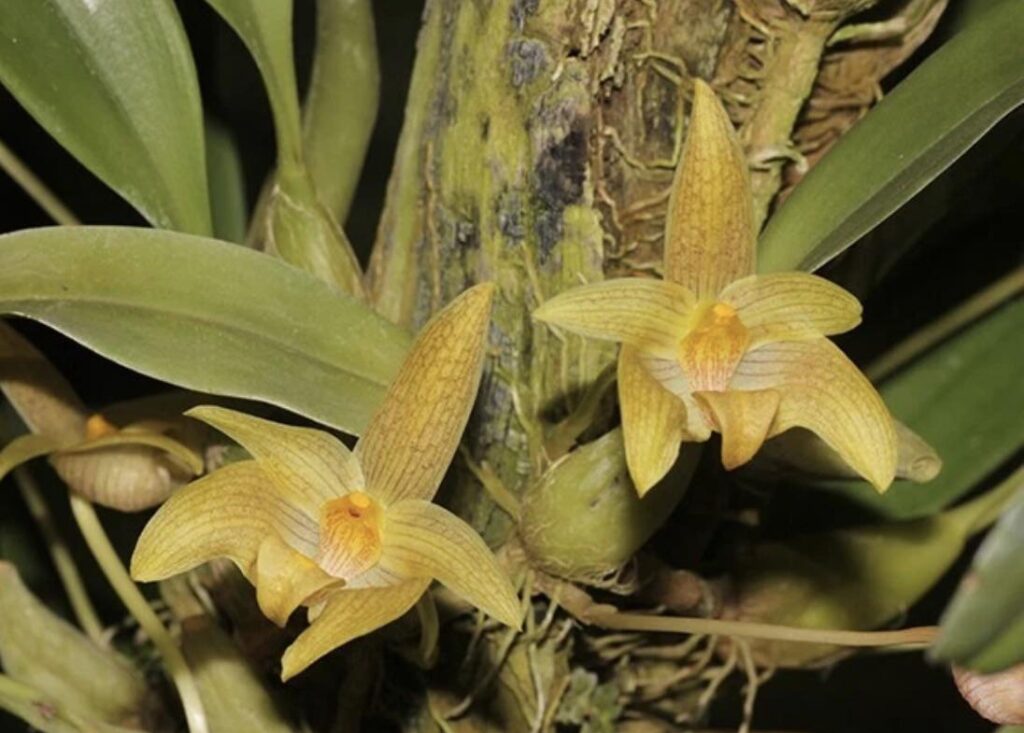 Bulbophyllum erectospalum