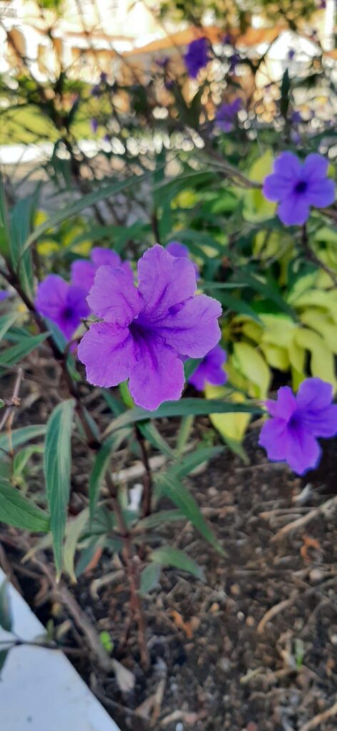 Sheep Potato Flower