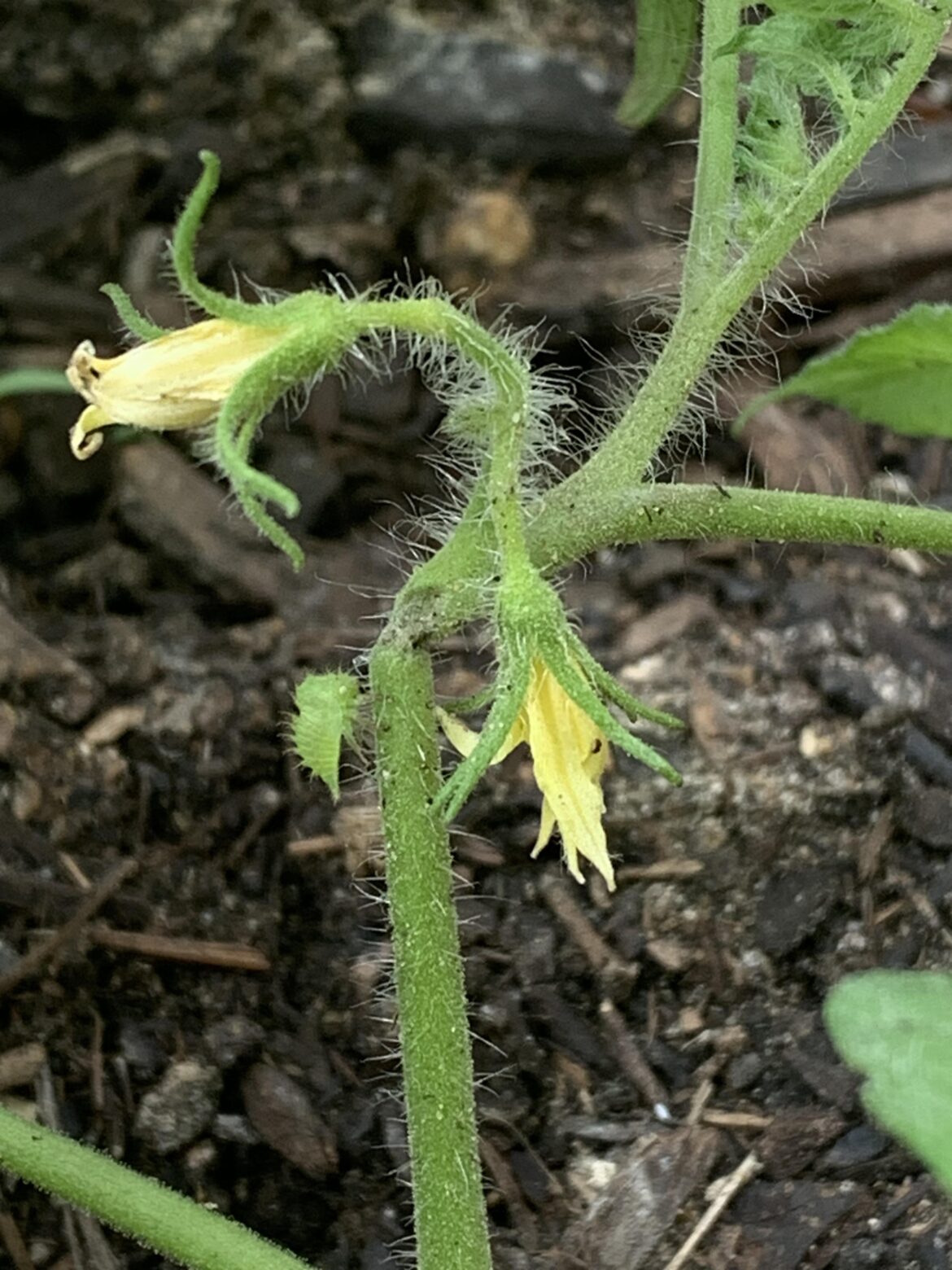 Tomato Pest