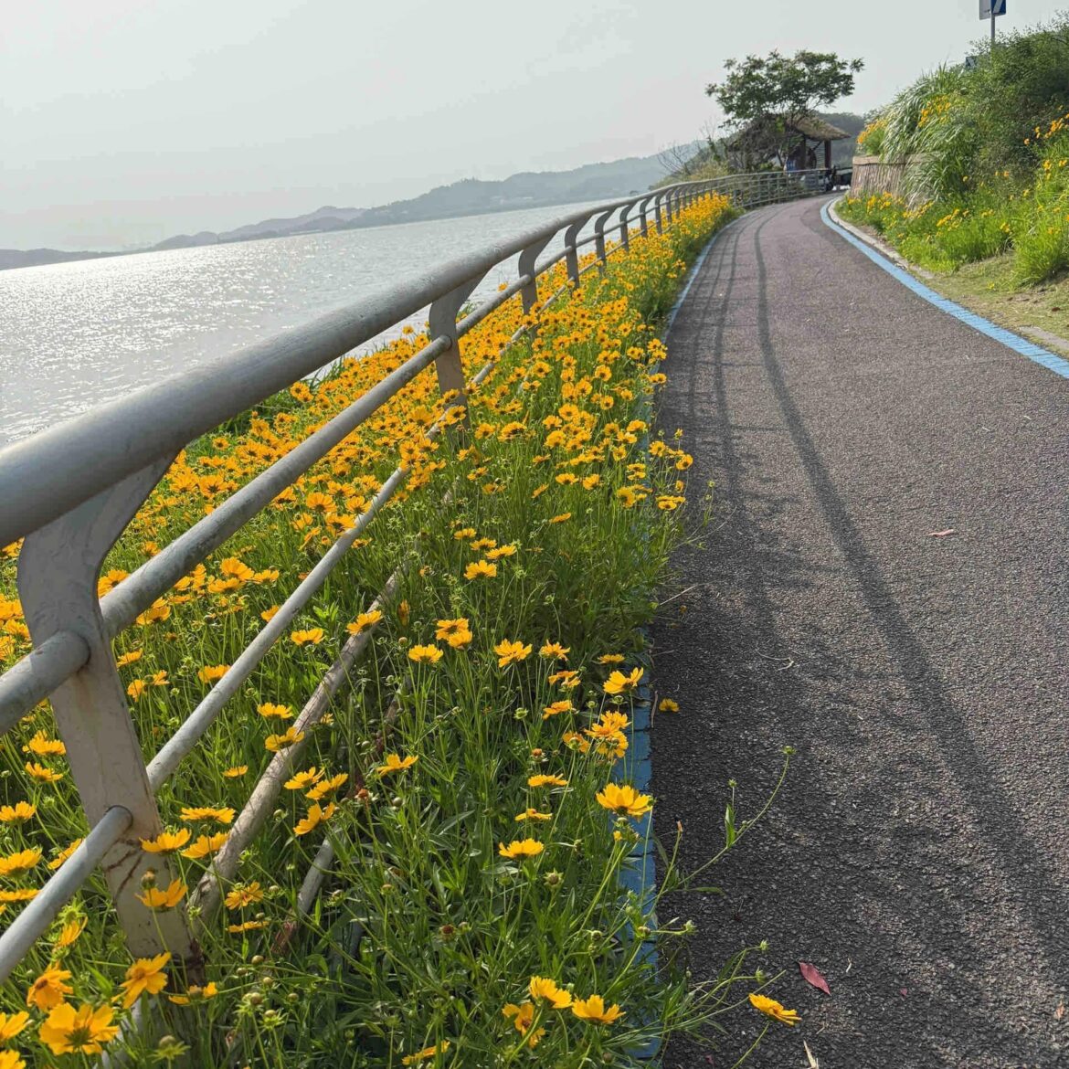 The roadside is covered with little yellow flowers as far as the eye can see.