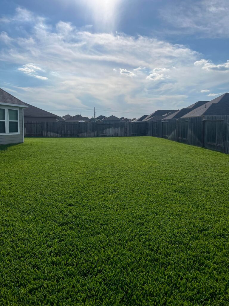 St Augustine in Houston, TX area (5/3)