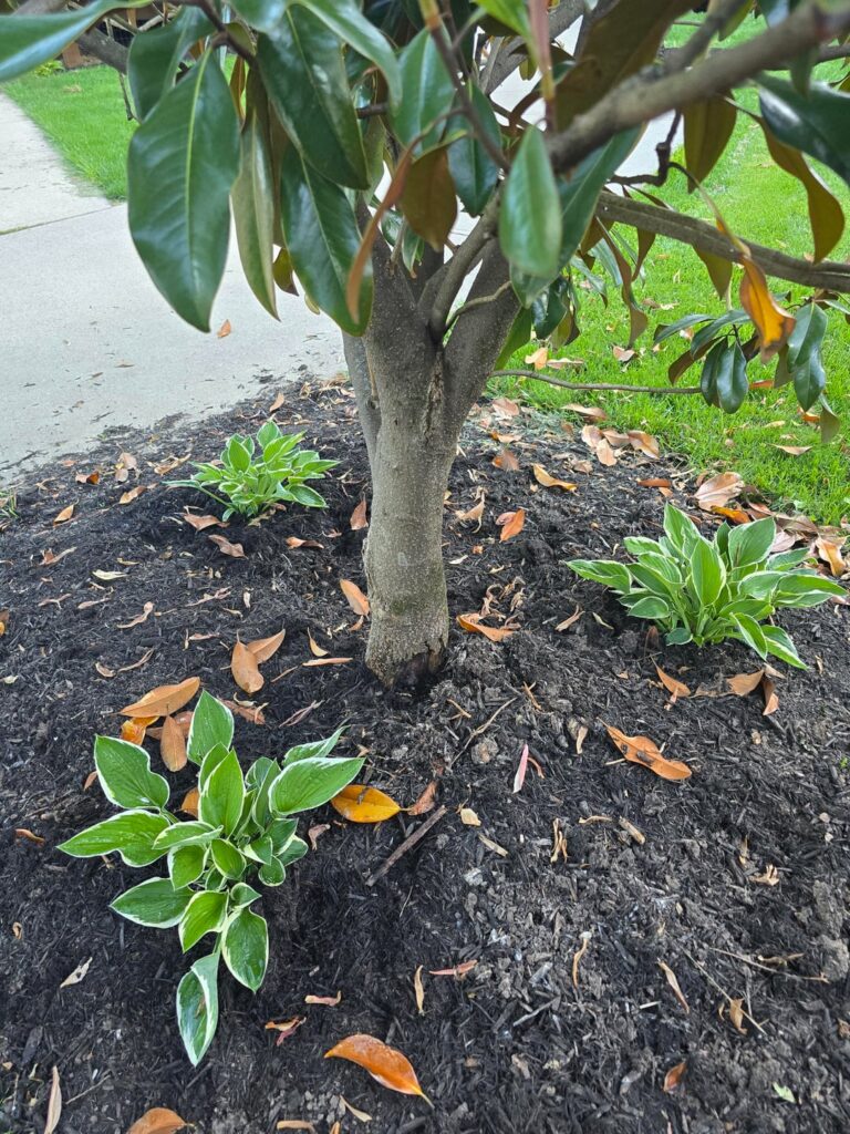 What can I do to minimize the impact of this wound to my magnolia tree?