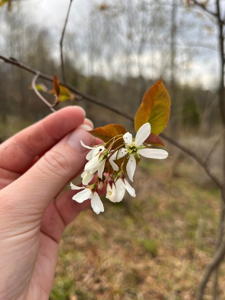 Crab Apple or Cherry?