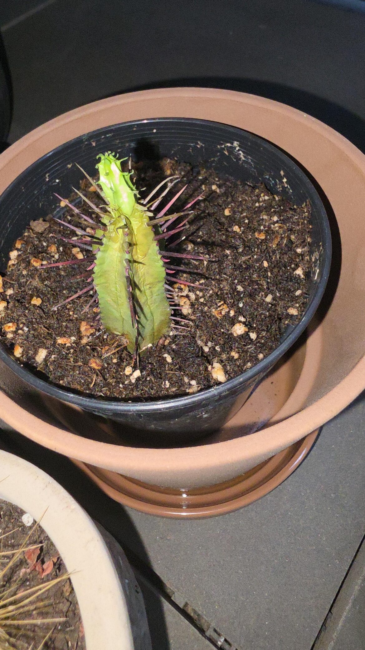 Cactus is questionable state, please help save him