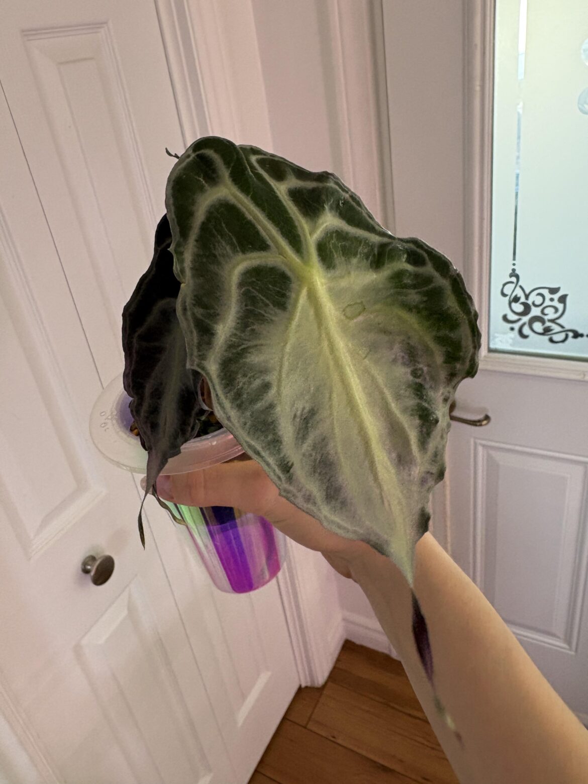Alocasia Venom