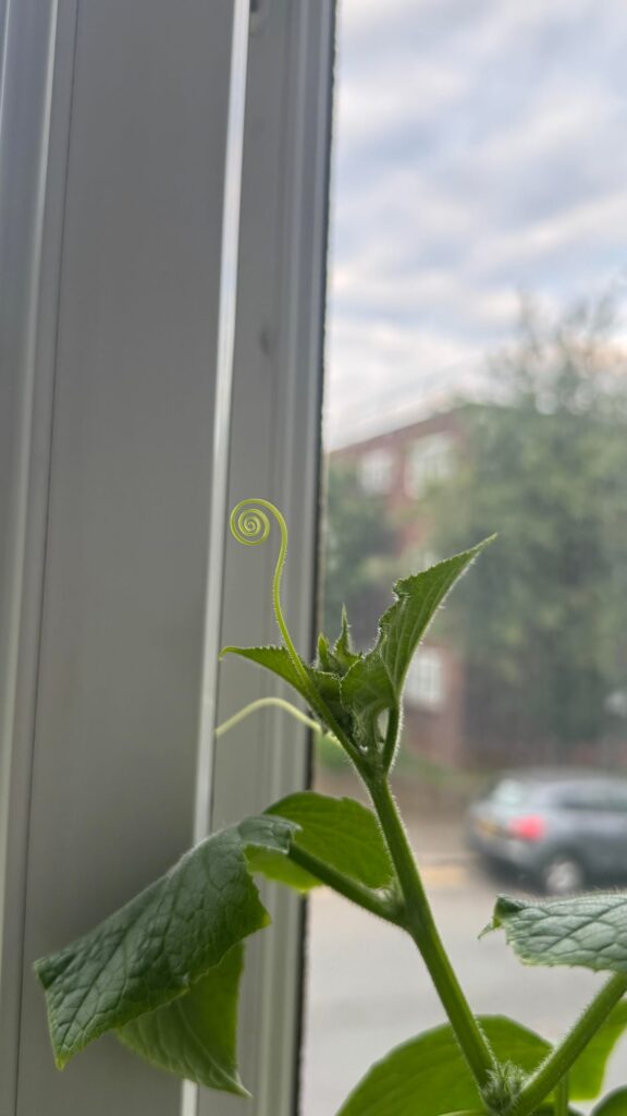 Love these little tendrils. Nature’s artistic flair ☺️