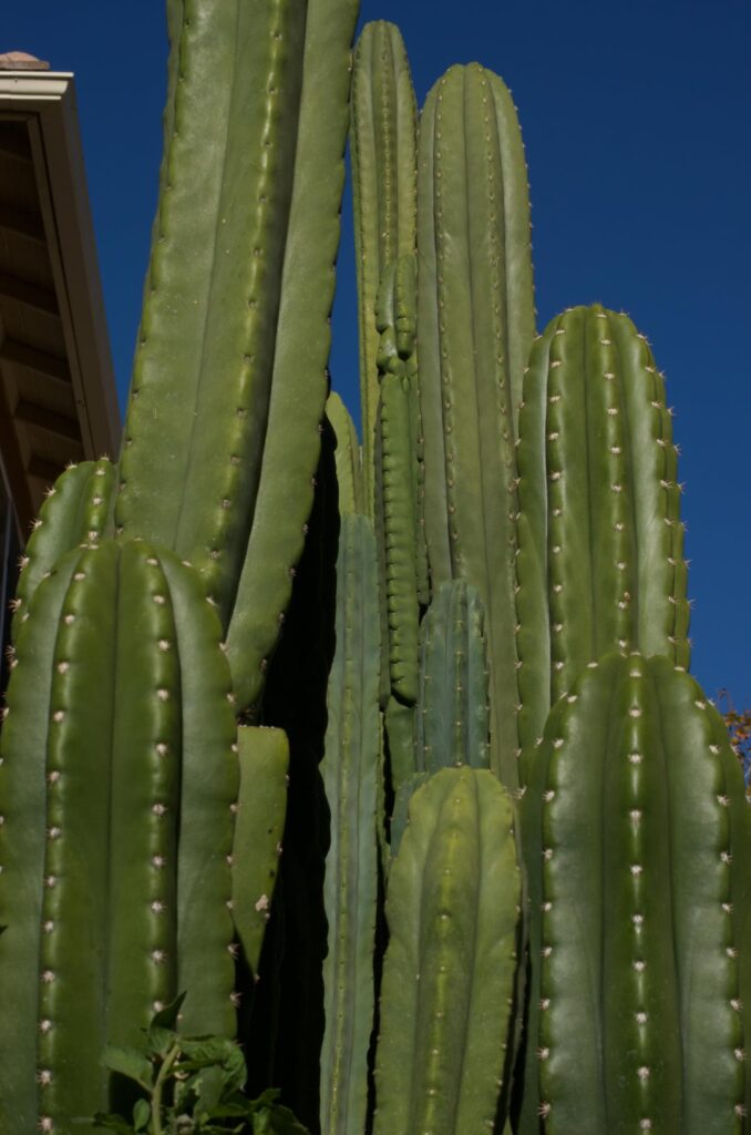 San Pedro Alley