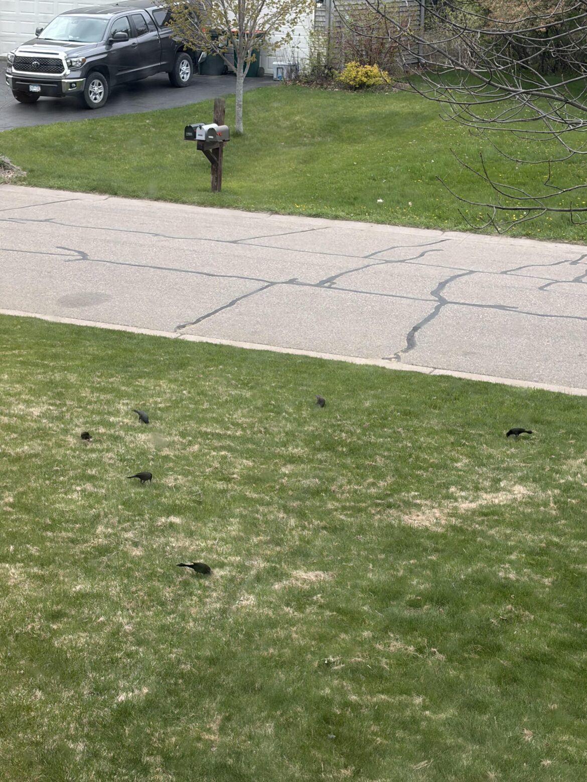 Why Are Birds Always Picking At My Lawn?
