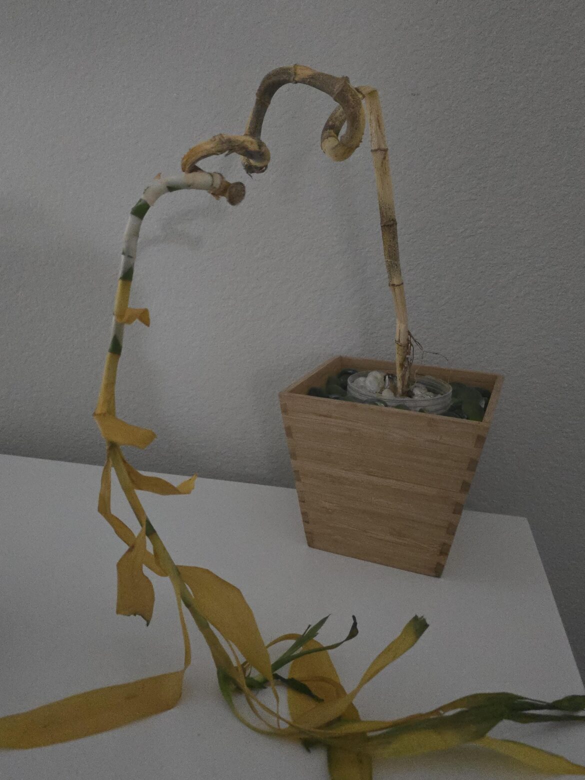 Does it need a bit more water?