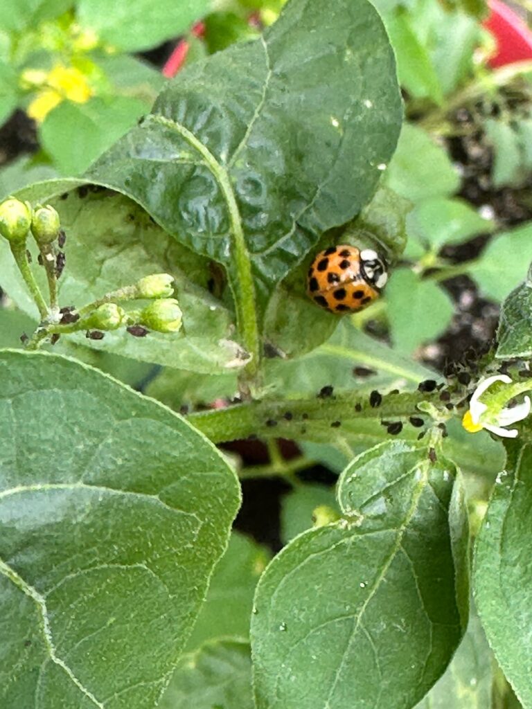 Mother Nature to the Rescue!
