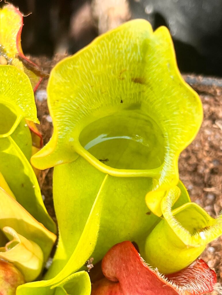 Sarracenia Purpurea ssp. Purpurea ‘Jerry Addington Veinless’