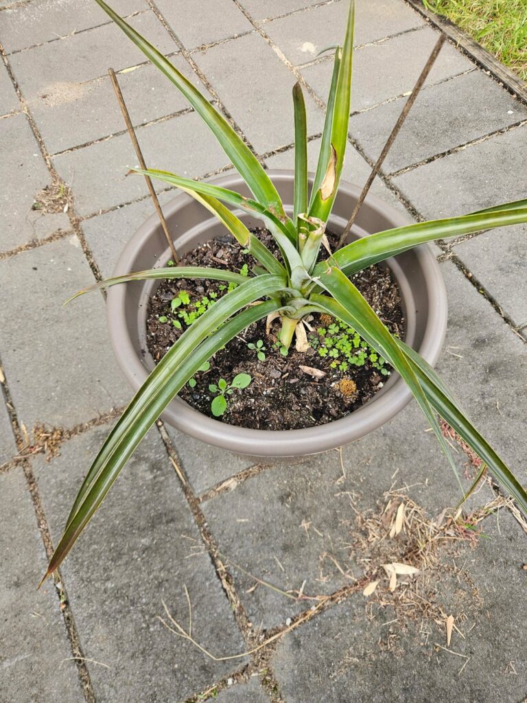 Gardening advice for my pineapple plants