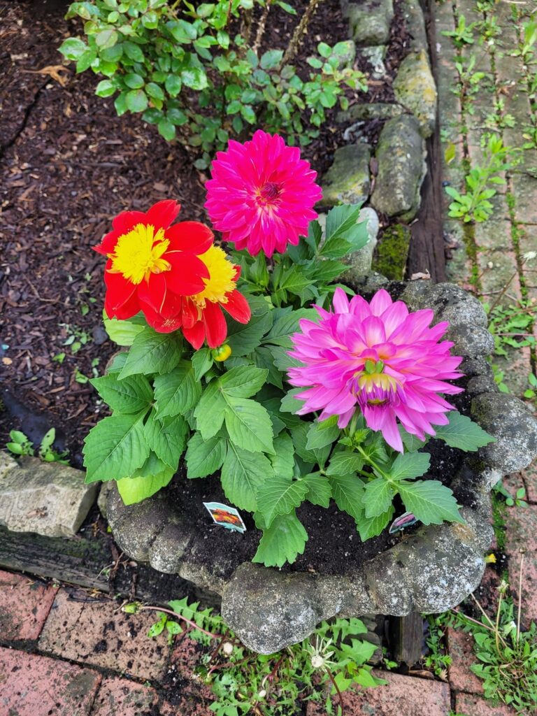 My beautiful dahlias I planted today.