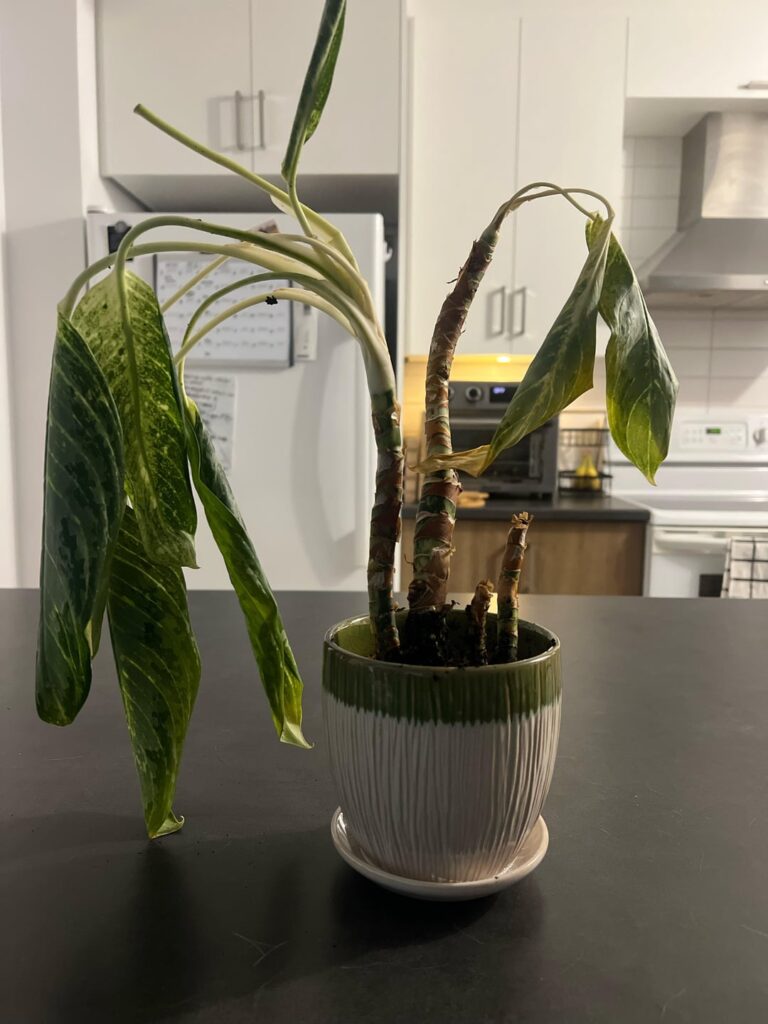 My plant went through repotting, overwatering AND a cat attack… is there any hope left?