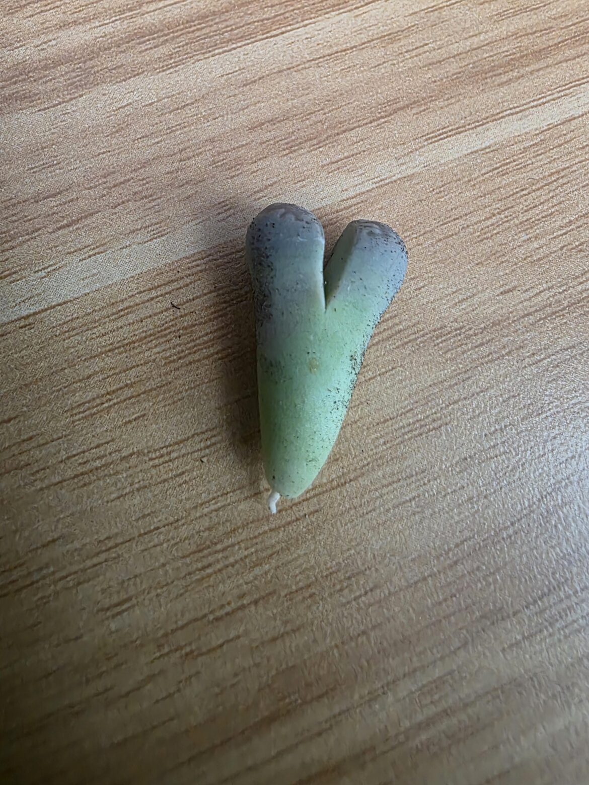 Is this savable? I ripped the long root off by accident when repotting?