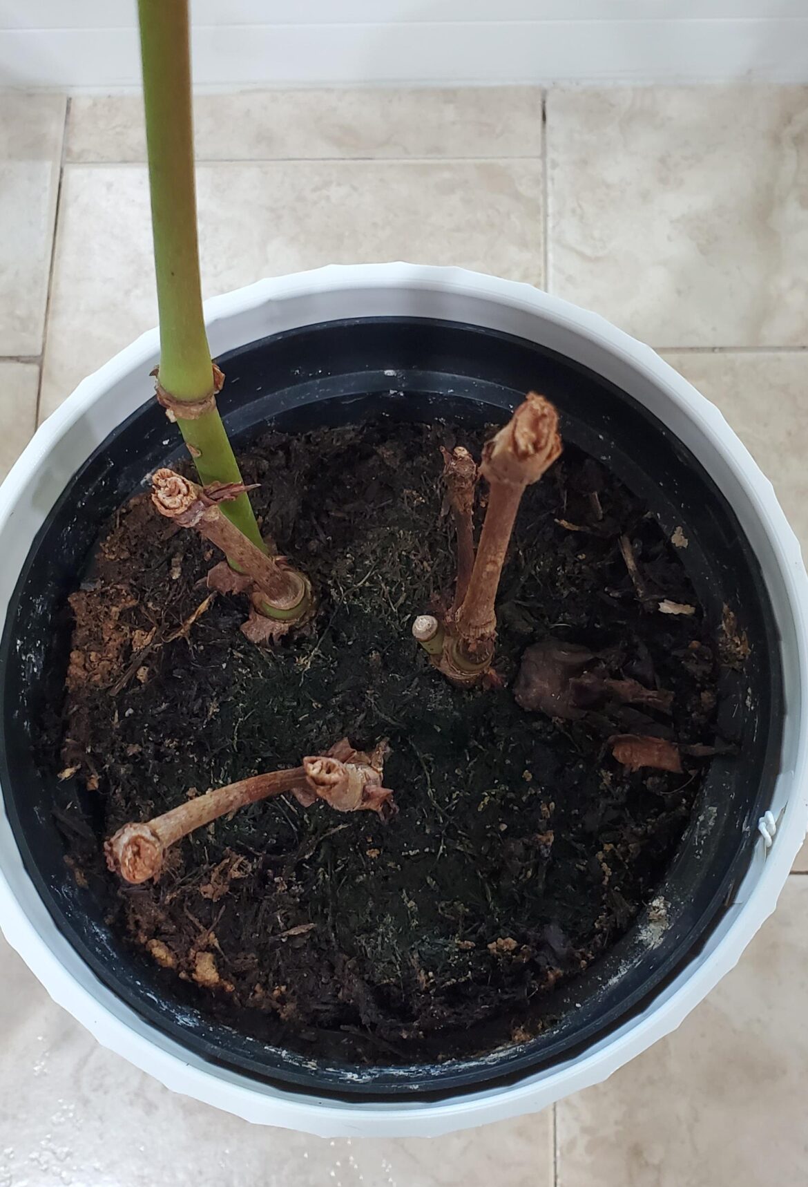 Help save this Begonia maculata