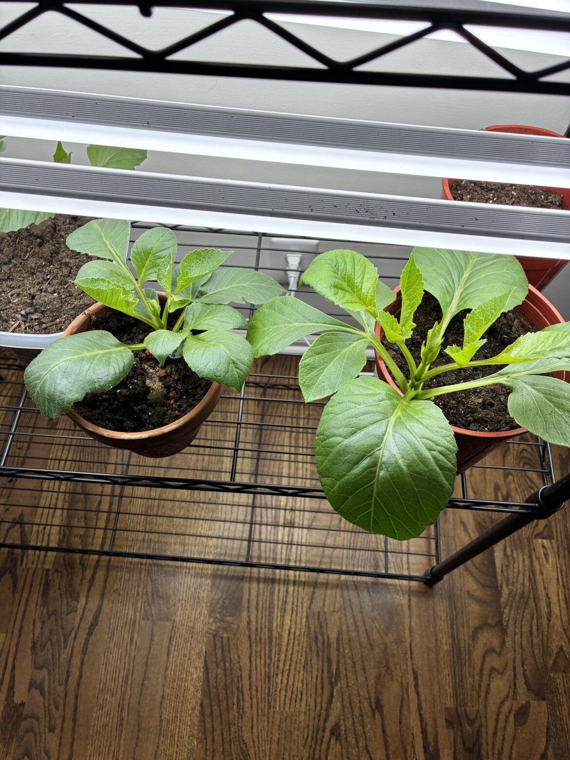 Are these two ready to be pinched? Are these two ready to be pinched?