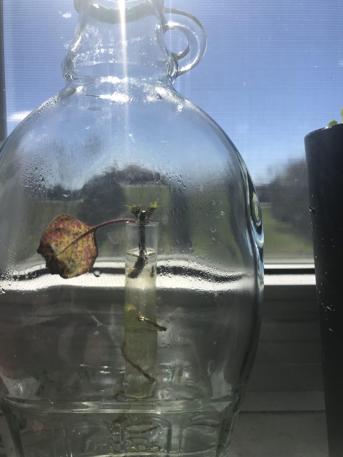 Main leaf on hypoestes water prop dying but new ones growing, it’ll be fine right?