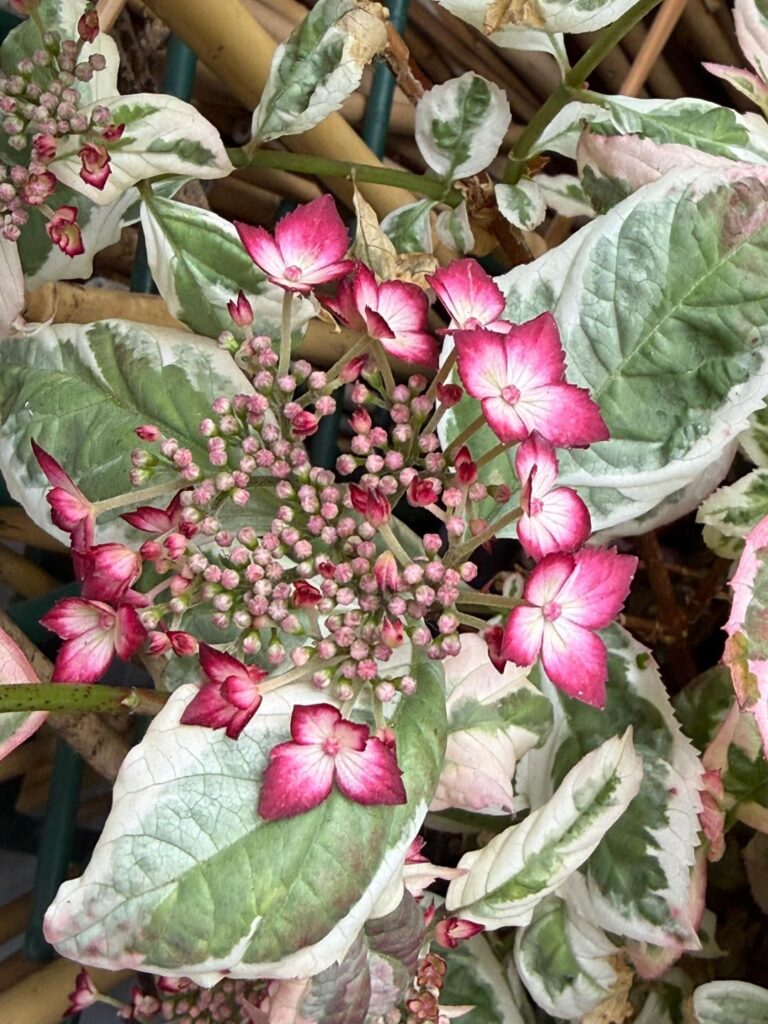 Hydrangea serrata Euphoria Pink