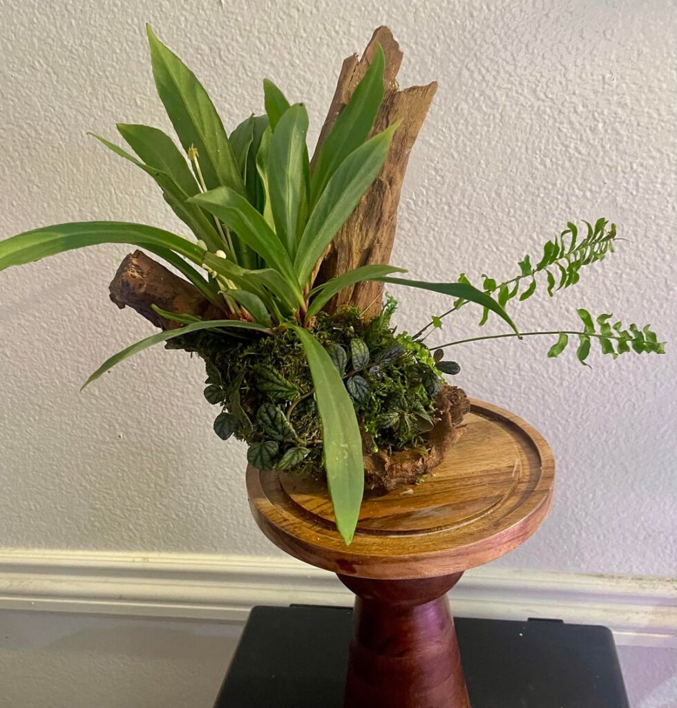 Mounted my b. herbacea. I’m even more in love with it now Mounted my b. herbacea. I’m even more in love with it now