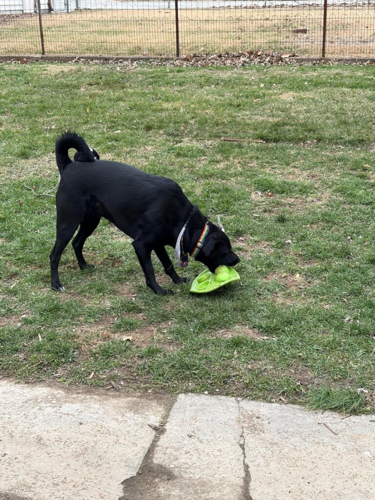 4 months in (back yard edition)