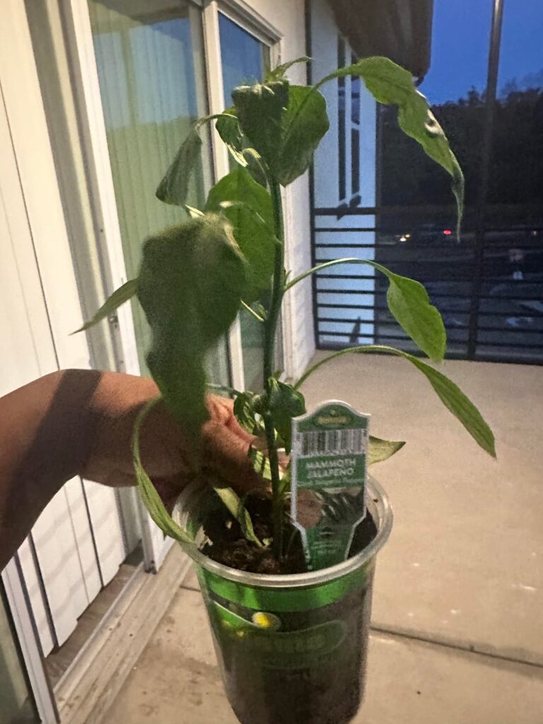 Just got a couple peppers to start need tips